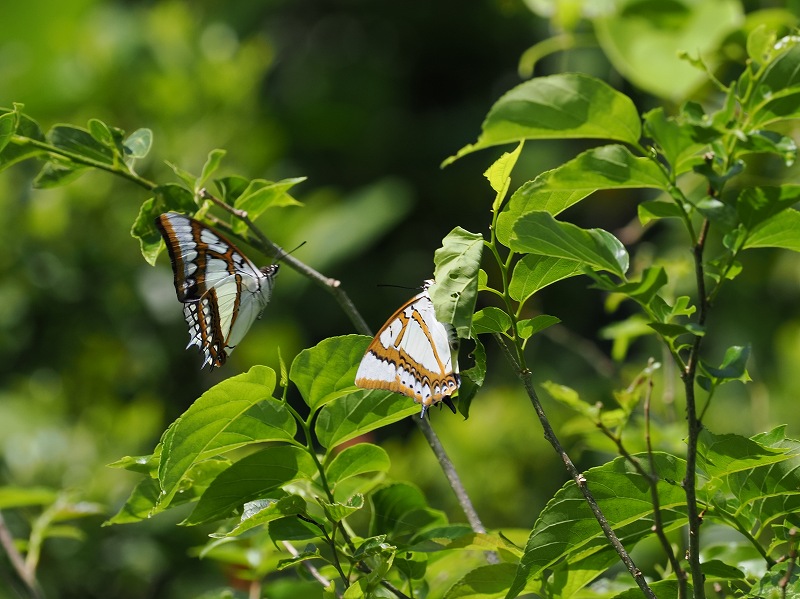 蝶標本 沖縄県天然記念物❗️フタオチョウ ペア 蝶標本 沖縄県天然記念